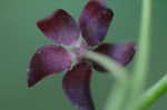 Maroon Carolina milkvine